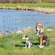 Trixie Yavru ve Küçük Köpek Açık Hava Oyun Alanı Trixie Yavru ve Küçük Köpek Açık Hava Oyun Alanı