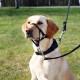 Trixie Uzman Köpek Eğitim Tasması 27cm M Trixie Uzman Köpek Eğitim Tasması 27cm M