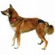 Trixie Hijyenik Köpek Külodu S-M 32-39cm Siyah Trixie Hijyenik Köpek Külodu S-M 32-39cm Siyah