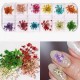 Nail Art Kuru Çiçek Seti 12'li