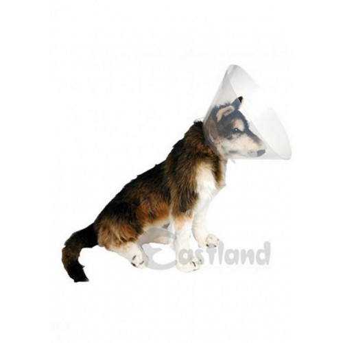 Eastland Yakalık (elizabet) 25 Cm Eastland Yakalık (elizabet) 25 Cm